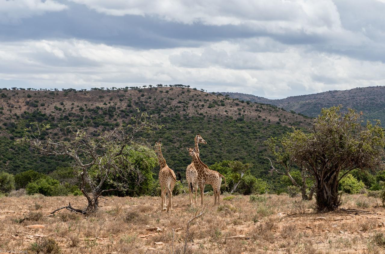 Koedoeskop Private Mountain Reserve Waterford Exterior photo